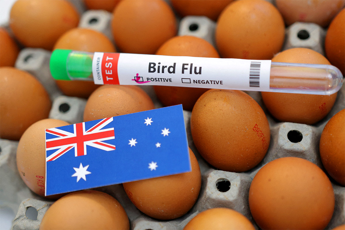 bird flu - TA NEA